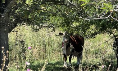 Campo en venta en Ranchos. 56 has mixto