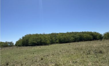 Campo en venta en Ranchos. 56 has mixto