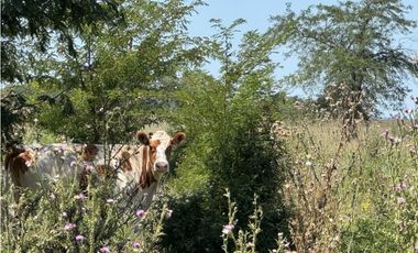 Campo en venta en Ranchos. 56 has mixto