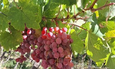 Parcela en Venta en PAIHUANO VALLE DEL ELQUI