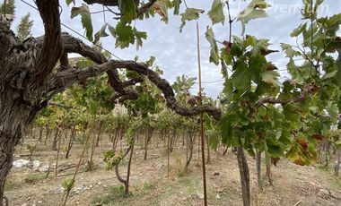 Parcela en Venta en PAIHUANO VALLE DEL ELQUI
