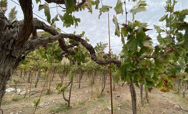 Parcela en Venta en PAIHUANO VALLE DEL ELQUI