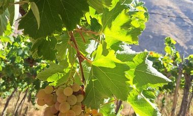 Parcela en Venta en PAIHUANO VALLE DEL ELQUI