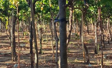 Parcela en Venta en PAIHUANO VALLE DEL ELQUI