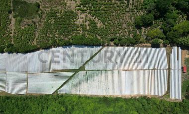 HACIENDA PRODUCTORA DE BIOMASA DE CBD