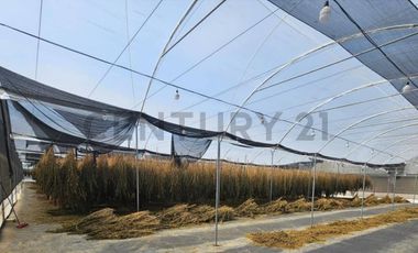 HACIENDA PRODUCTORA DE BIOMASA DE CBD