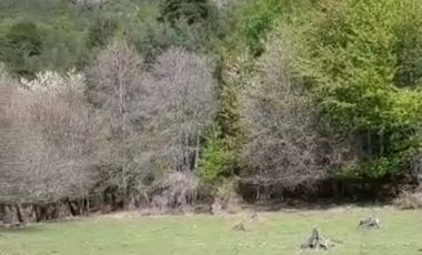 CAMPO SECTOR HUERQUEHUE, TERMAS RIO BLANCO