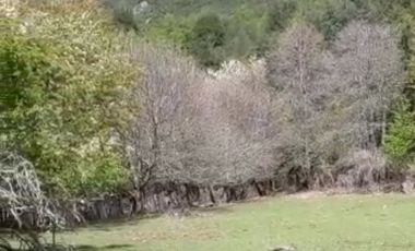 CAMPO SECTOR HUERQUEHUE, TERMAS RIO BLANCO