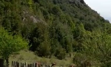 CAMPO SECTOR HUERQUEHUE, TERMAS RIO BLANCO