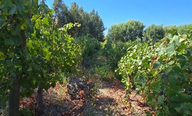 Parcela en Venta en Nenquen