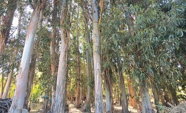 Parcela en Venta en Nenquen