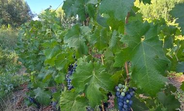 Parcela en Venta en Nenquen