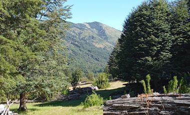 Venta campo  64 HA  Curarrehue  Pucón