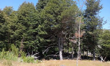 Venta campo  64 HA  Curarrehue  Pucón