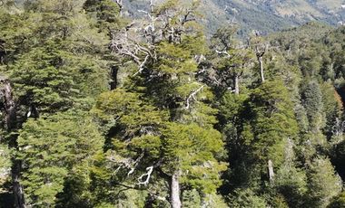 Venta campo  64 HA  Curarrehue  Pucón