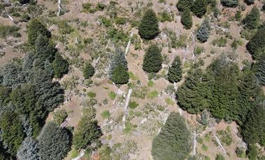 Venta campo  64 HA  Curarrehue  Pucón