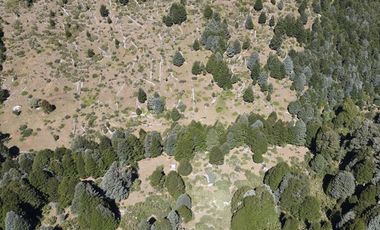 Venta campo  64 HA  Curarrehue  Pucón