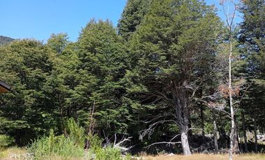 Venta campo  64 HA  Curarrehue  Pucón