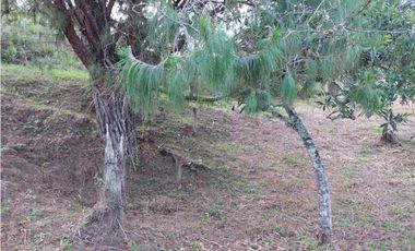 Lote para la Venta en La Ceja Antioquia