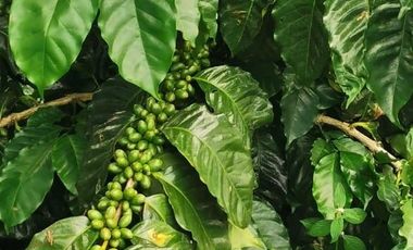 VENDO TERRENO EN COATEPEC - VERACRUZ