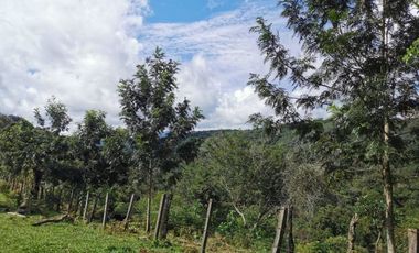 VENDO TERRENO EN COATEPEC - VERACRUZ