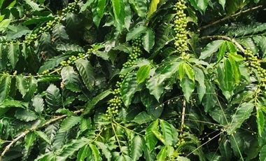 VENDO TERRENO EN COATEPEC - VERACRUZ