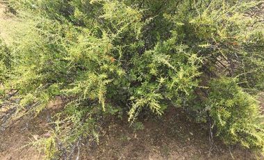 VENTA 113 HECTAREAS VALLE DE OJOS NEGROS