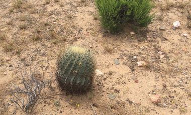 VENTA 113 HECTAREAS VALLE DE OJOS NEGROS