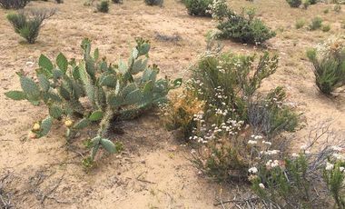 VENTA 113 HECTAREAS VALLE DE OJOS NEGROS