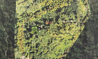 Venta Finca cafetera Buenavista Quindio 16 cuadras