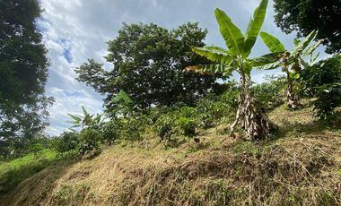Se vende finca cafetera en Buenavista Quindío 16 cuadras