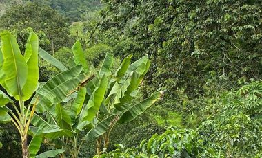 Se vende finca cafetera en Buenavista Quindío 16 cuadras