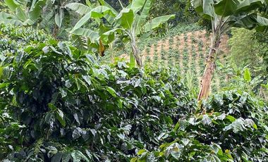 Se vende finca cafetera en Buenavista Quindío 16 cuadras