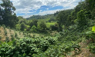 Se vende finca cafetera en Buenavista Quindío 16 cuadras
