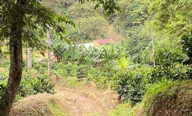 Se vende finca cafetera en Buenavista Quindío 16 cuadras