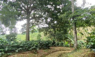 Se vende finca cafetera en Buenavista Quindío 16 cuadras