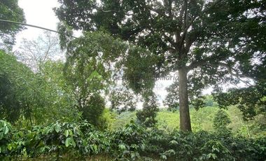 Se vende finca cafetera en Buenavista Quindío 16 cuadras