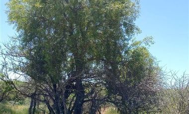 Parcela en Venta en A 15 MINUTOS DEL CENTRO DE CAUQUENES Y MEDIA HORA DE PLAYA CHANCO Y PELLUHUE