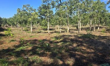 Terreno en Venta, excelente opción, 80 Has, Temozon, Yucatán.
