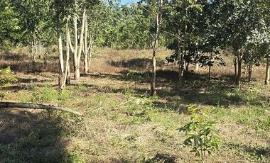 Terreno en Venta, excelente opción, 80 Has, Temozon, Yucatán.