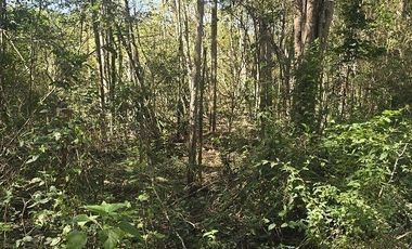 Terreno en Venta, excelente opción, 80 Has, Temozon, Yucatán.