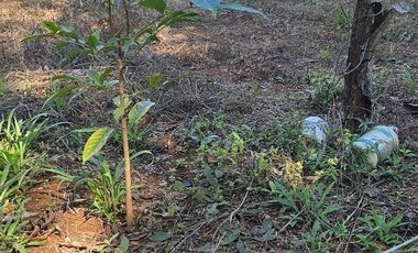 Terreno en Venta, excelente opción, 80 Has, Temozon, Yucatán.