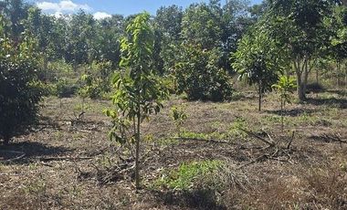 Terreno en Venta, excelente opción, 80 Has, Temozon, Yucatán.