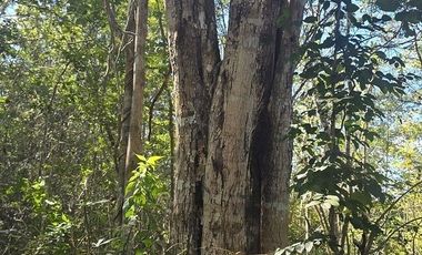 Terreno en Venta, excelente opción, 80 Has, Temozon, Yucatán.