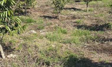 Terreno en Venta, excelente opción, 80 Has, Temozon, Yucatán.