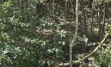 Terreno en Venta, excelente opción, 80 Has, Temozon, Yucatán.