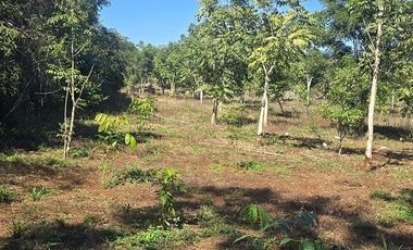 Terreno en Venta, excelente opción, 80 Has, Temozon, Yucatán.