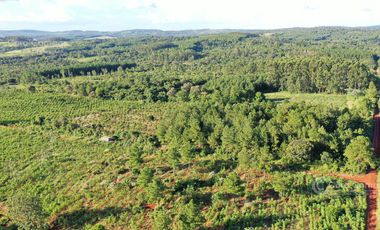 Se vende Chacra en San Ignacio Misiones. Yerba, forestación y arroyo