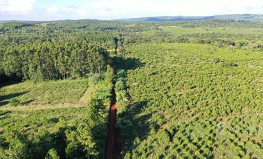 Se vende Chacra en San Ignacio Misiones. Yerba, forestación y arroyo