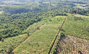 Se vende Chacra en San Ignacio Misiones. Yerba, forestación y arroyo